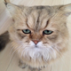 Illustration for article titled Grumpy Cat, Meet Disappointed Cat